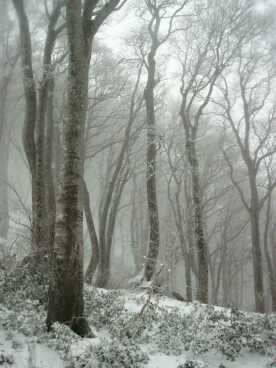 雪の付いた、黄蓮のブナの林　　　04.4.24の画像