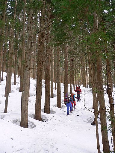 植林された杉の林を歩く　　　千石城山にて　　　06.3.21の画像