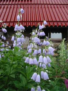 小屋の周りのお花畑で　　　02.8.3