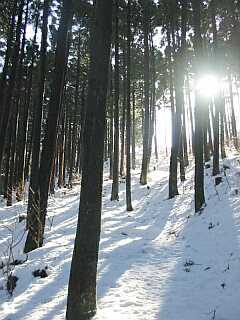 昨年の日記を見ると、山の中を歩いたのは１月中旬を過ぎてからでしたが、その時は雪がほとんどなかったんですね。