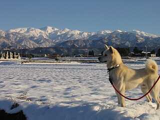 青空に聳える朝日岳、白馬岳の山並み