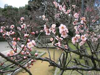 高岡古城公園の梅もほころんで　　　　03.3.14