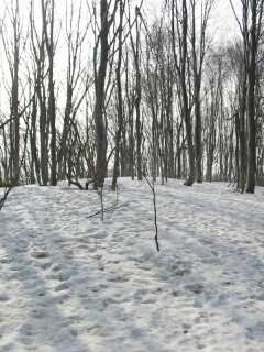 傾きかけた陽を浴びて、残雪の林　　　　　03.4.13