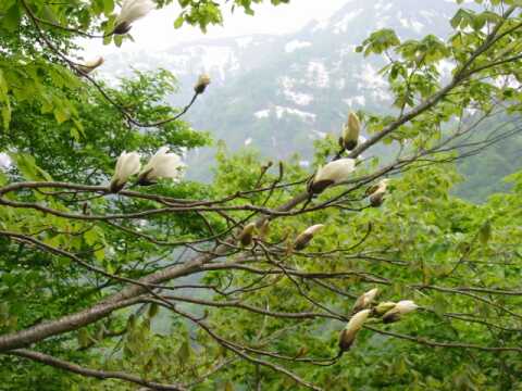 新緑と残雪をバックに、芽吹いたばかりのタムシバの花　　　