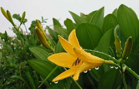 雨に濡れて、ニッコウキスゲ