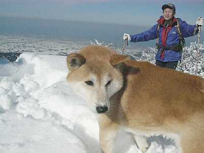 愛犬“リキ”の画像