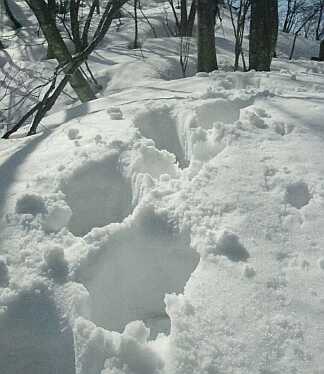 重たくて、“腐った”雪の画像