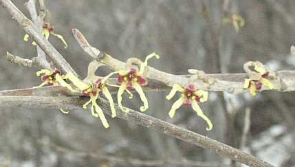 マンサクの花　　大地山にて　　04.3.13の画像