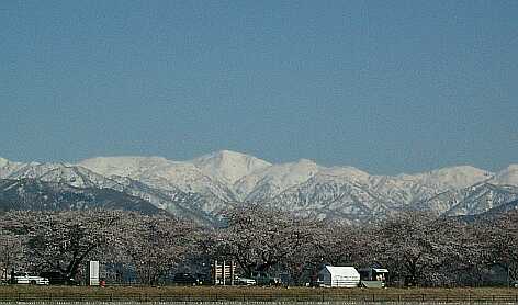 舟川の桜並木と、大蓮華の山並み　　04.4.5の画像