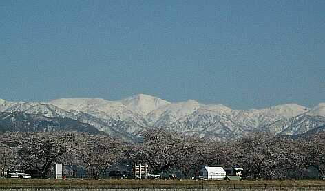 舟川の桜並木と、大蓮華の山並み　　04.4.5の画像