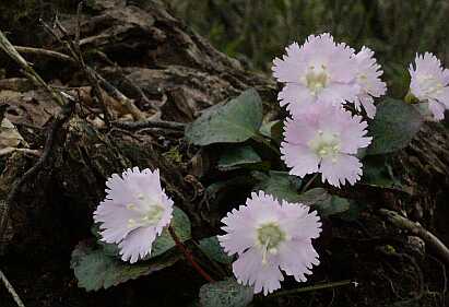 登山道脇に可憐に咲く花、イワウチワの画像