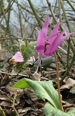 明るい陽の中で、カタクリの花　　負釣山　　04.4.11の画像