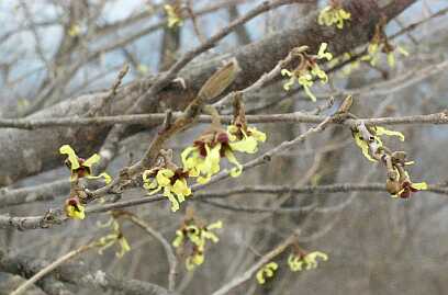 花盛りだった、マンサク　　負釣山　　　04.4.11の画像