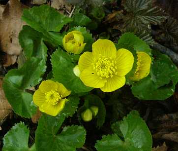 湿原の花、リュウキンカ　　　04.5.27の画像