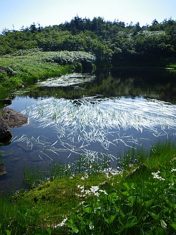 こんな池塘が点在するのも、「最後の楽園」と言われる所以か 09.8.16 photo by H 写真