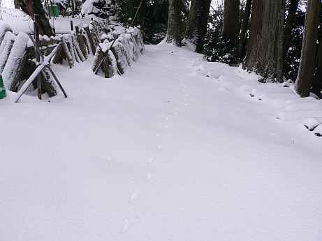 雪の中の“足跡”…の画像