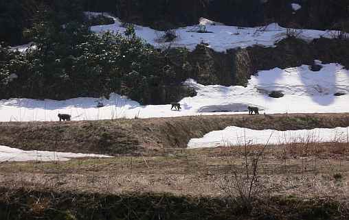サルも。。。 05.3.27 サルも。。。 05.3.27の画像