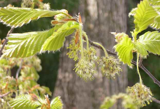 ブナの新芽　　　05.4.17の画像