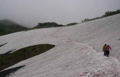 「千代の吹き上げ」〜八兵衛平付近　　05.7.14の画像