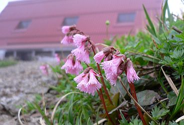 小屋の前で 05.7.19 小屋の前で 05.7.19 の画像