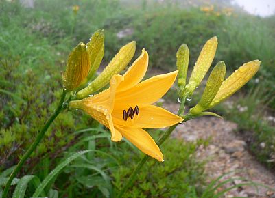 朝露に濡れて、ニッコウキスゲ 05.7.25 朝露に濡れて、ニッコウキスゲ 05.7.25の画像
