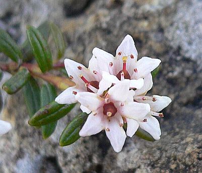 小さな小さな可憐な花を咲かせる、ミネズオウ 朝日平にて 05.7.28 小さな小さな可憐な花を咲かせる、ミネズオウ 朝日平にて 05.7.28の画像