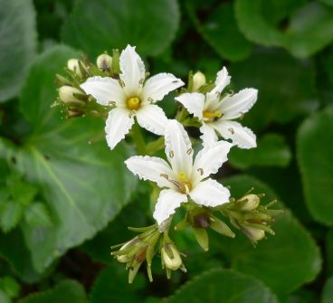 花盛り、イワイチョウ　の画像