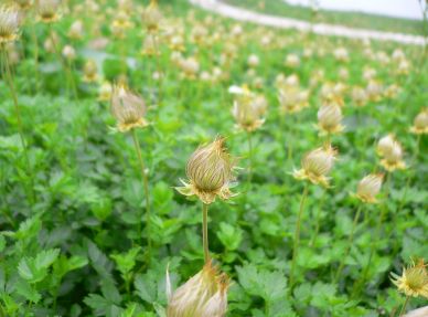 花を終えて、チングルマ　　　05.8.9　　の画像