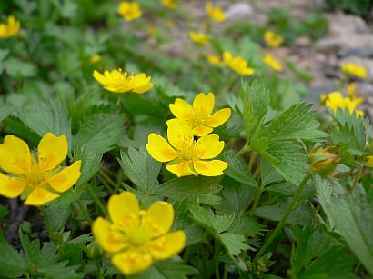色鮮やかに、ミヤマキンバイ 色鮮やかに、ミヤマキンバイの画像
