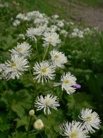 よく見掛けるこの花も、可愛らしく愛らしいの画像