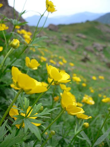 遅くまで雪が残っていたので、花たちもいつまでも綺麗だった　　　05.8.25の画像