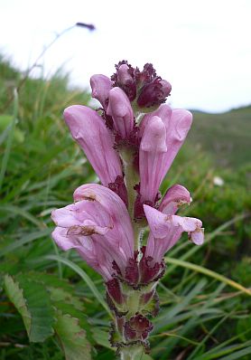 名前がちょっと…、でも素敵に花咲かせる　　　オニシオガマの画像