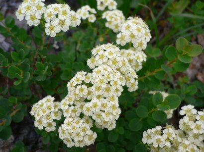 小さな花の集団が可愛らしい、イワシモツケ 小さな花の集団が可愛らしい、イワシモツケの画像