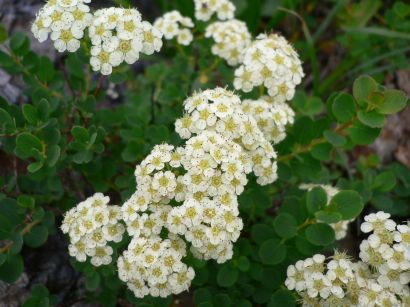 小さな花の集団が可愛らしい、イワシモツケの画像