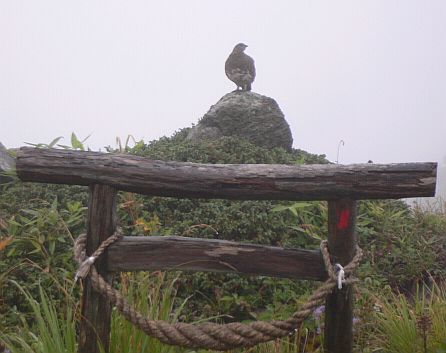 今朝の「雷鳥」　　朝日神社の鳥居の前での画像