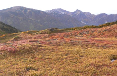 朝陽に、チングルマの草紅葉が鮮やか 雪倉岳・白馬岳・旭岳を望む 朝陽に、チングルマの草紅葉が鮮やか 雪倉岳・白馬岳・旭岳を望むの画像