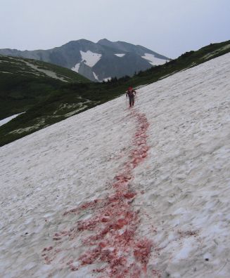 鉢ヶ岳付近の残雪の画像