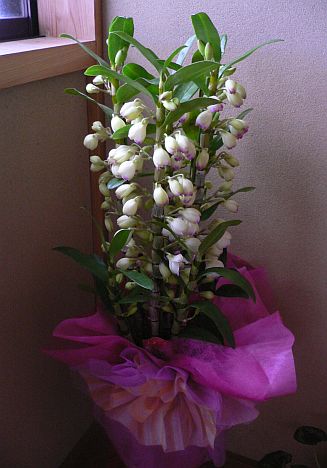 ステキな花の名前は、「トキメキ」 ステキな花の名前は、「トキメキ」 の画像