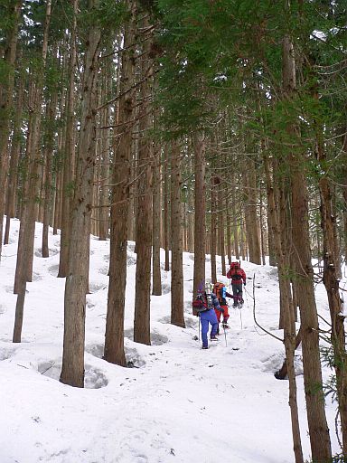 植林された杉の林を歩く 千石城山にて 06.3.21 植林された杉の林を歩く 千石城山にて 06.3.21の画像