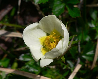 チングルマ　　可憐な様に心惹かれて　　小屋の横で　　06.7.4の画像