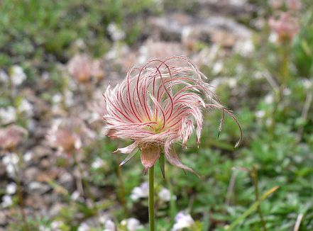 このチングルマも、もうすぐ草紅葉に　　06.8.25の画像