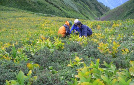 コバイケイソウが黄色くなって　　　水パイプの補修作業中　　06.9.7の画像