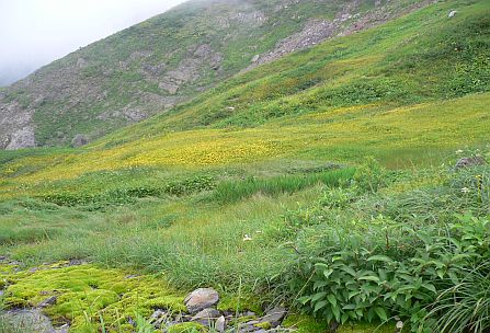 草紅葉が始まって　　　八兵衛平にて　　06.9.15の画像