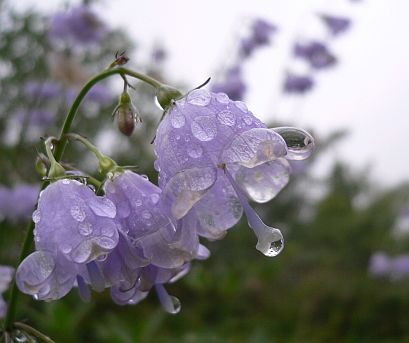 ハクサンシャジン　　　花園三角点近くにて　　　06.9.15の画像