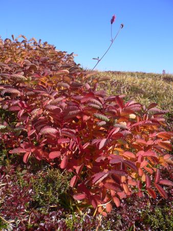 まだ名残りの花を付けながら、葉は真っ赤に染まって 今朝の朝日平にて、カライトソウ まだ名残りの花を付けながら、葉は真っ赤に染まって 今朝の朝日平にて、カライトソウ の画像