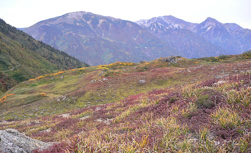 今朝の朝日平から、雪倉岳・白馬岳・旭岳を眺める　　　の画像