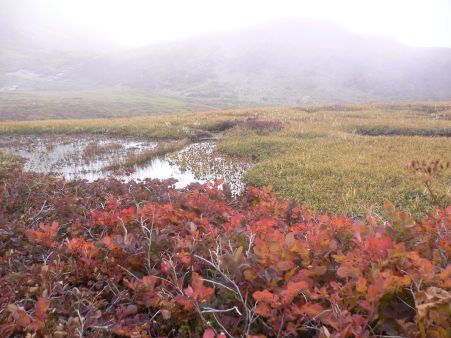 ガスの中の、朝日平　　　06.10.4の画像