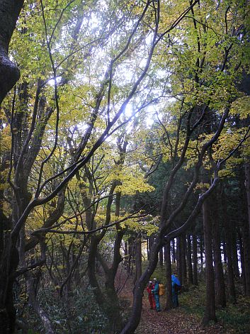 小雨に濡れる黄葉も、とても素敵… 小雨に濡れる黄葉も、とても素敵…の画像