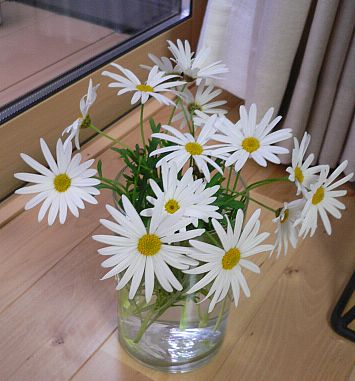 花たちにも、「過ごしやすい場所」がある 部屋の片隅で 花たちにも、「過ごしやすい場所」がある 部屋の片隅で の画像