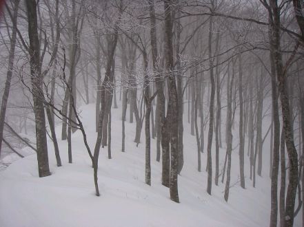 静寂、モノトーンの世界 大品山 photo by shun 07.1.27 静寂、モノトーンの世界 大品山 photo by shun 07.1.27の画像